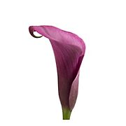 Mini Calla Lily, 100 Stems - Purple