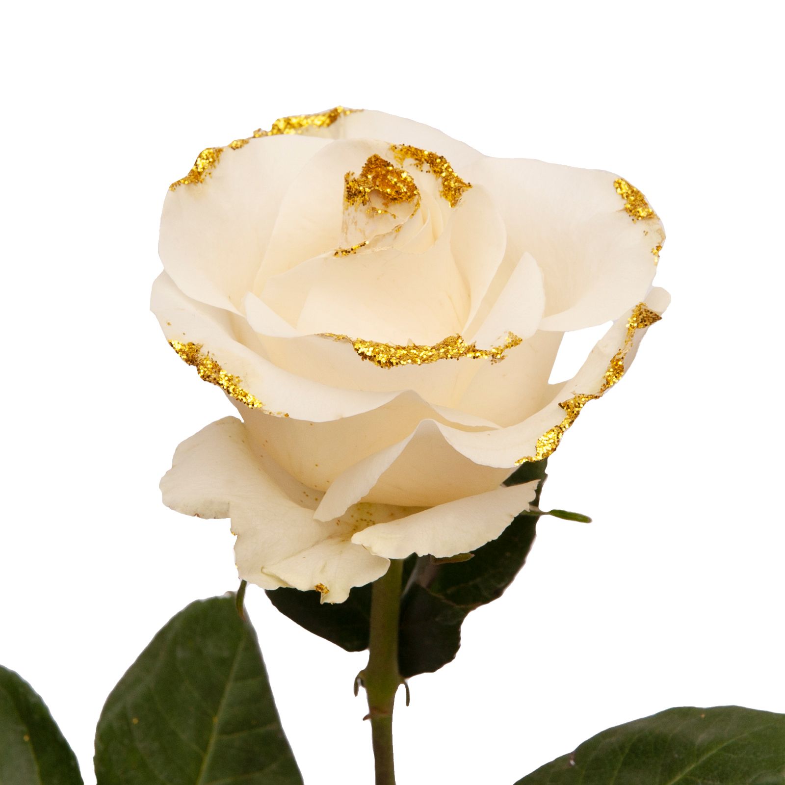 White Glitter Roses, 100 Stems