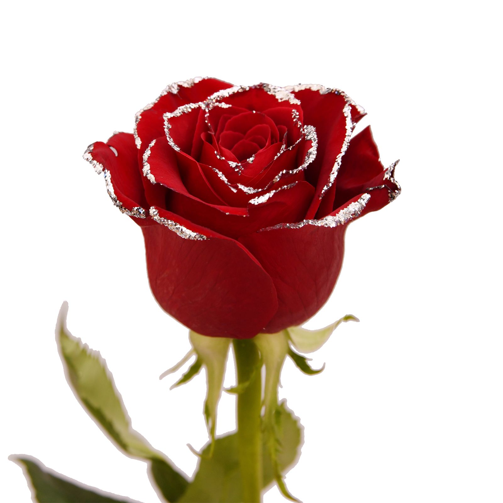 Red Silver Glitter Rose, 100 Stems