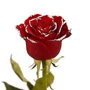 Red Glitter Rose, 100 Stems - Silver