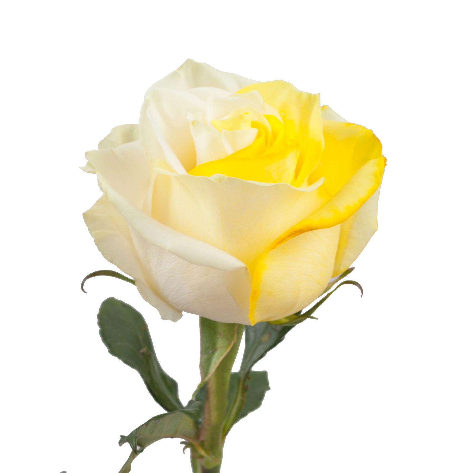 Yellow and White Tinted Roses, 100 Stems