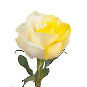 Yellow and White Tinted Roses, 100 Stems