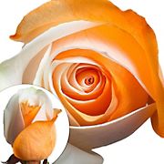 Orange and White Tinted Roses, 100 Stems