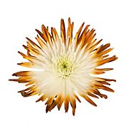Painted Spider Mums, 100 Stems - White/Brown