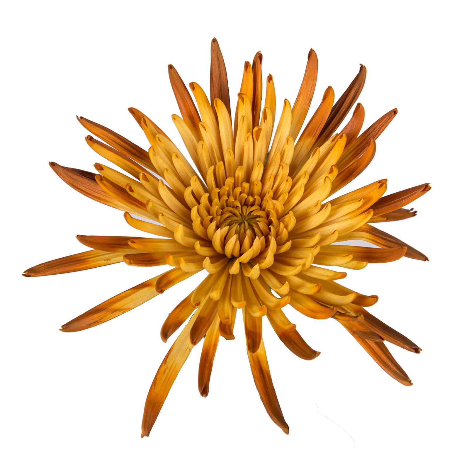 Painted Spider Mums, 100 Stems - Peach/Brown