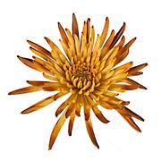 Painted Spider Mums, 100 Stems - Peach/Brown