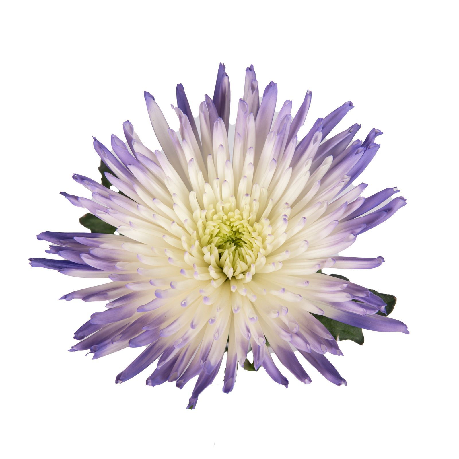 Painted Spider Mums, 100 Stems - White/Purple