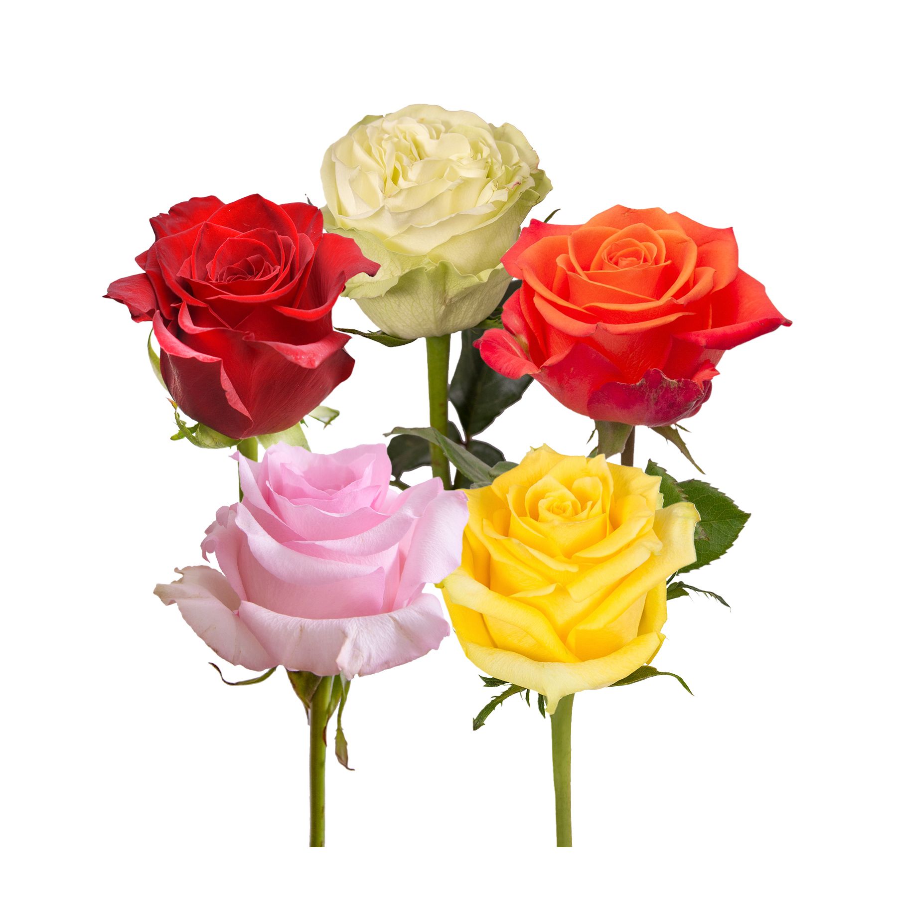 Fiesta Assorted Roses, 125 Stems