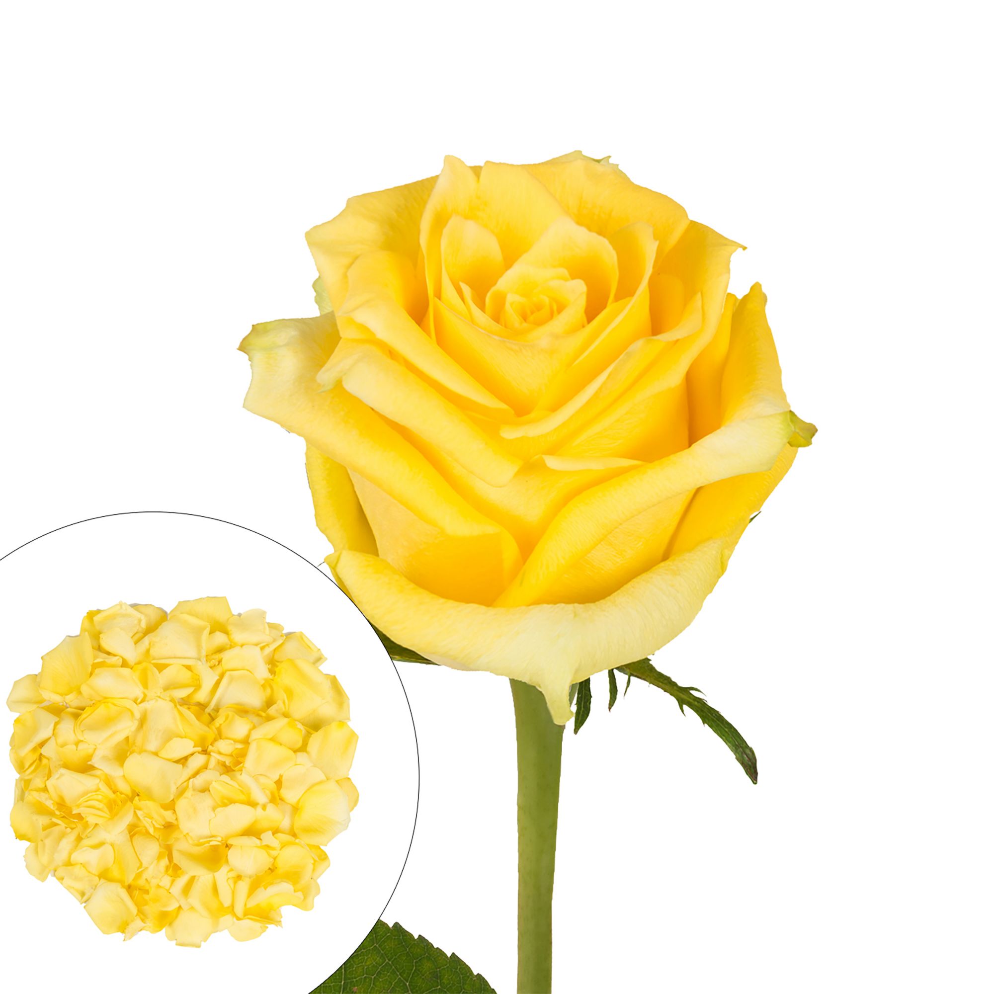 Roses and Petals Combo Box, 75/2,000 pk. - Yellow