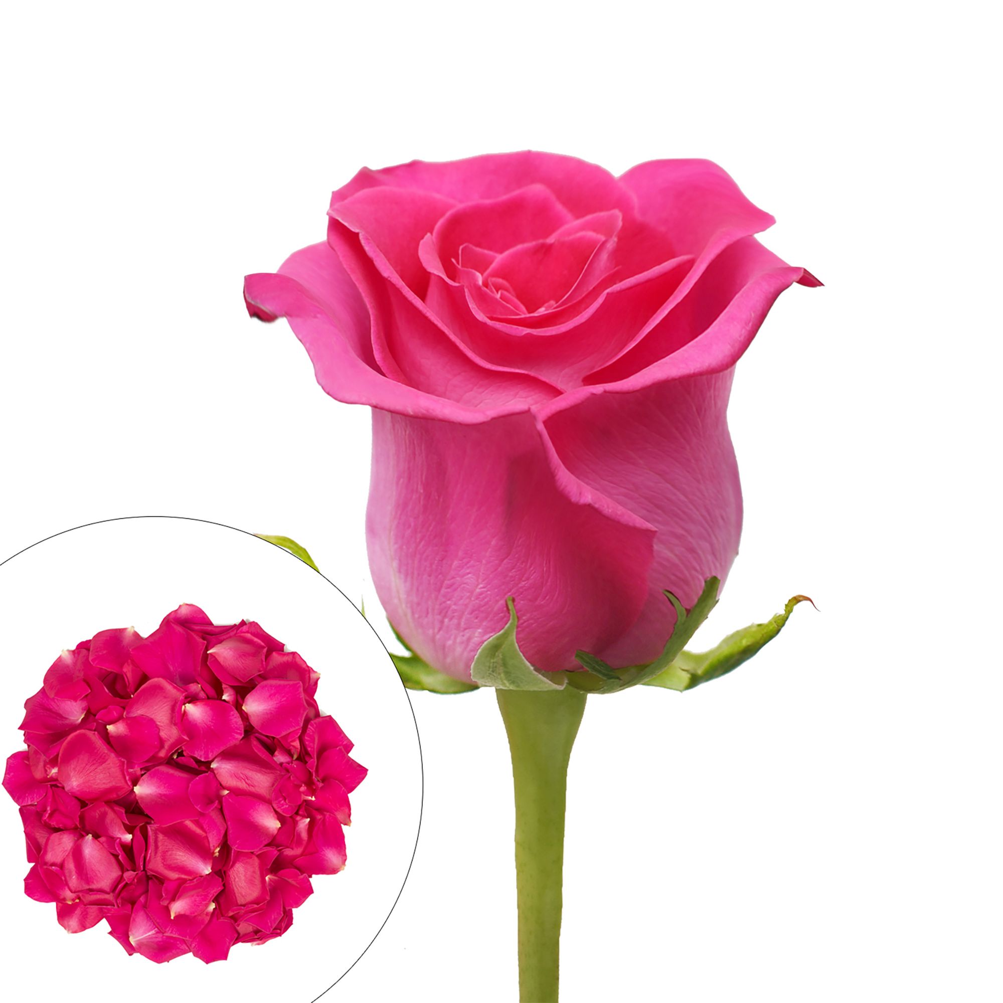 Roses and Petals Combo Box, 75/2,000 pk. - Hot Pink