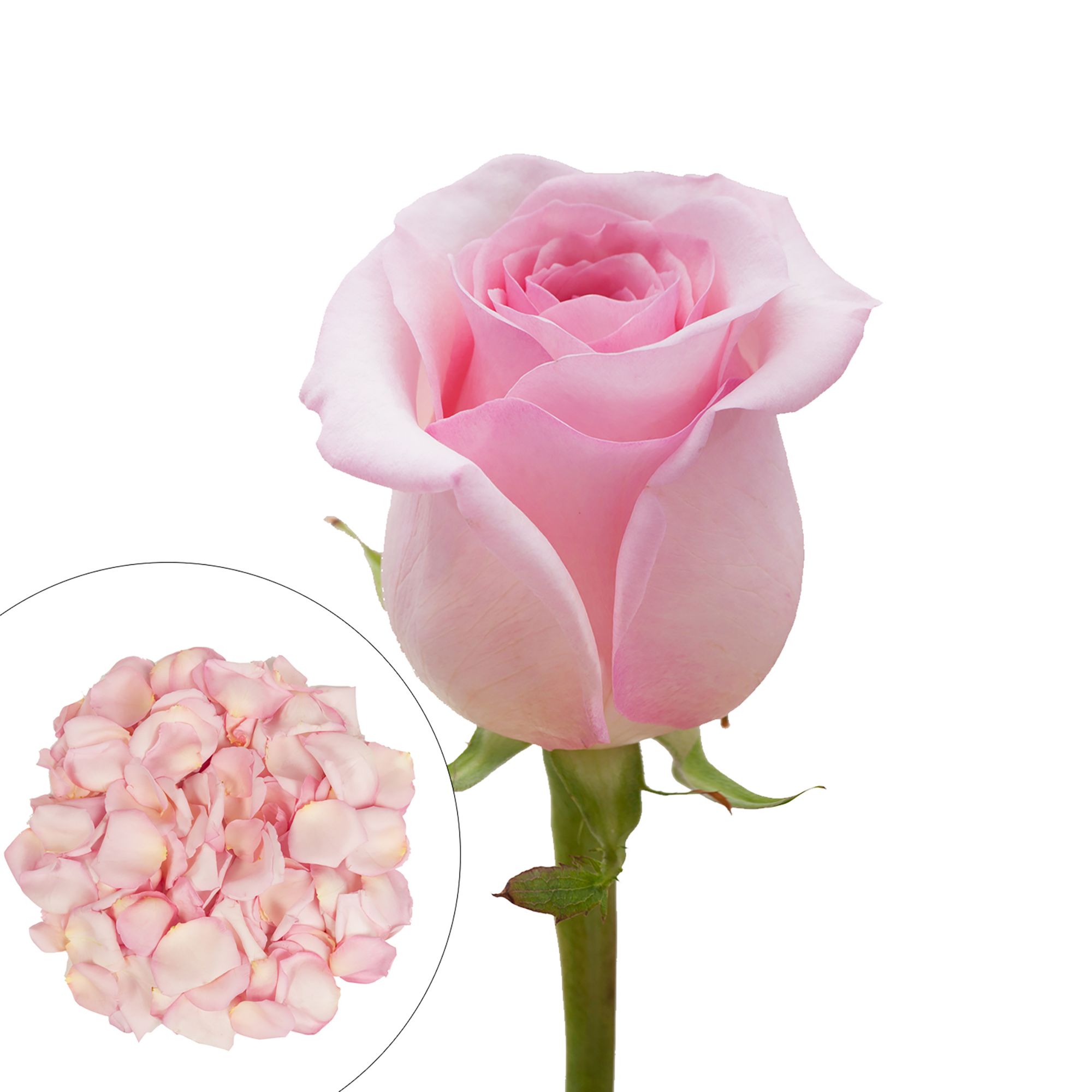 Roses and Petals Combo Box, 75/2,000 pk. - Light Pink