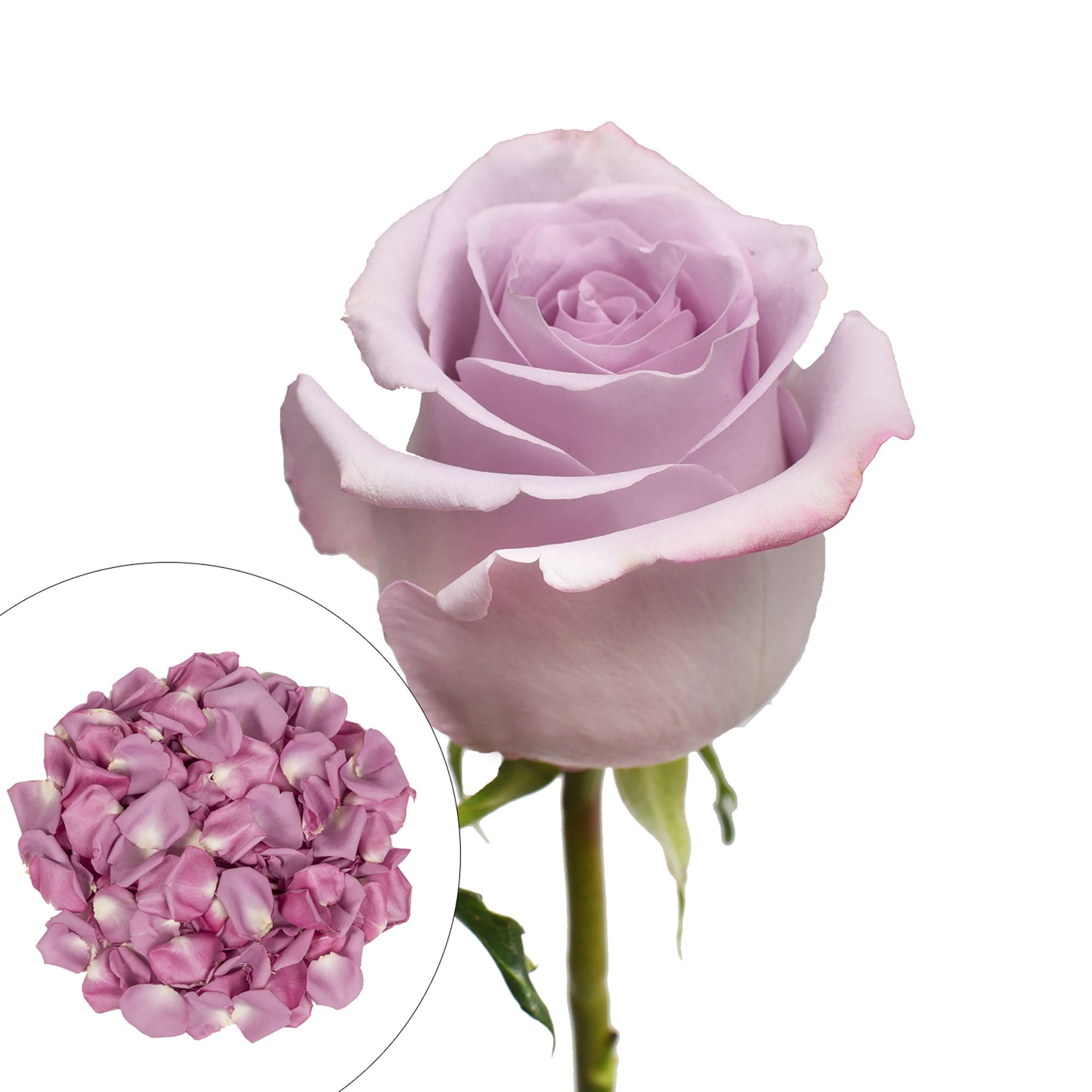 Love Affair Purple Rose Petals (30 Cups) - Wholesale - Blooms By The Box