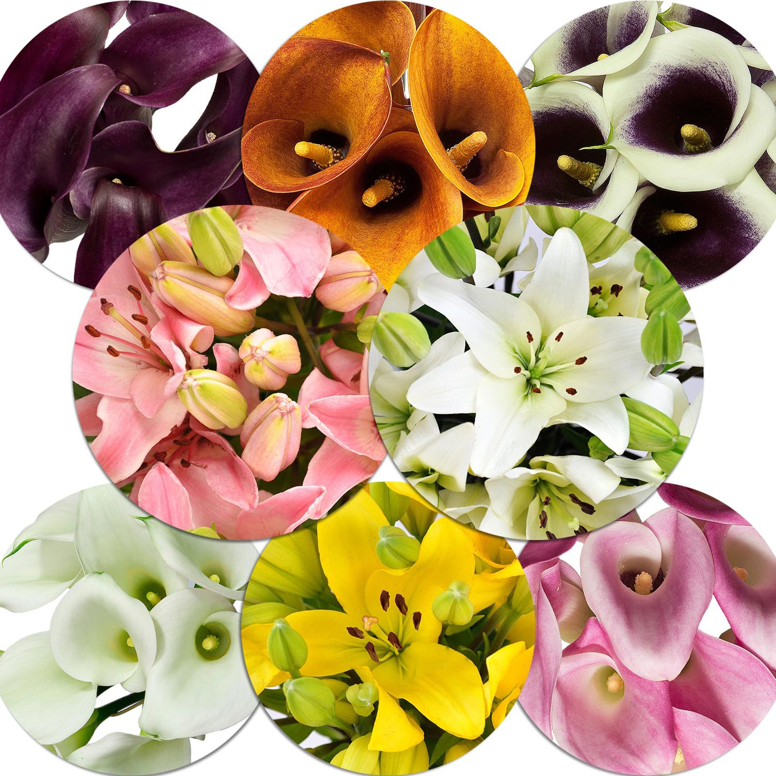 Mini Callas and Asiatic Lilies Combo Box, 50/30 ct. - Assorted