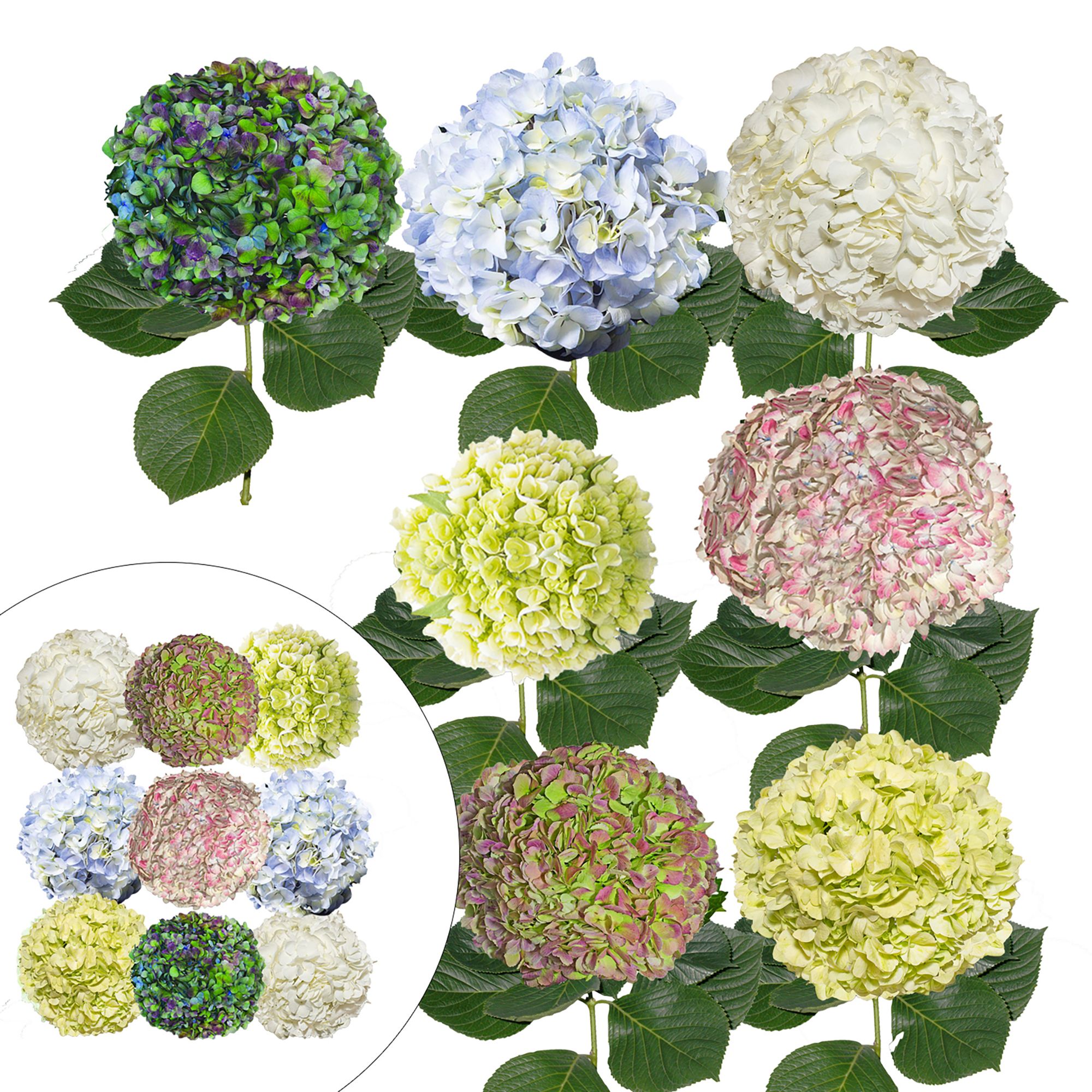 Celebration Hydrangea Combo Box, 26 Stems - Assorted