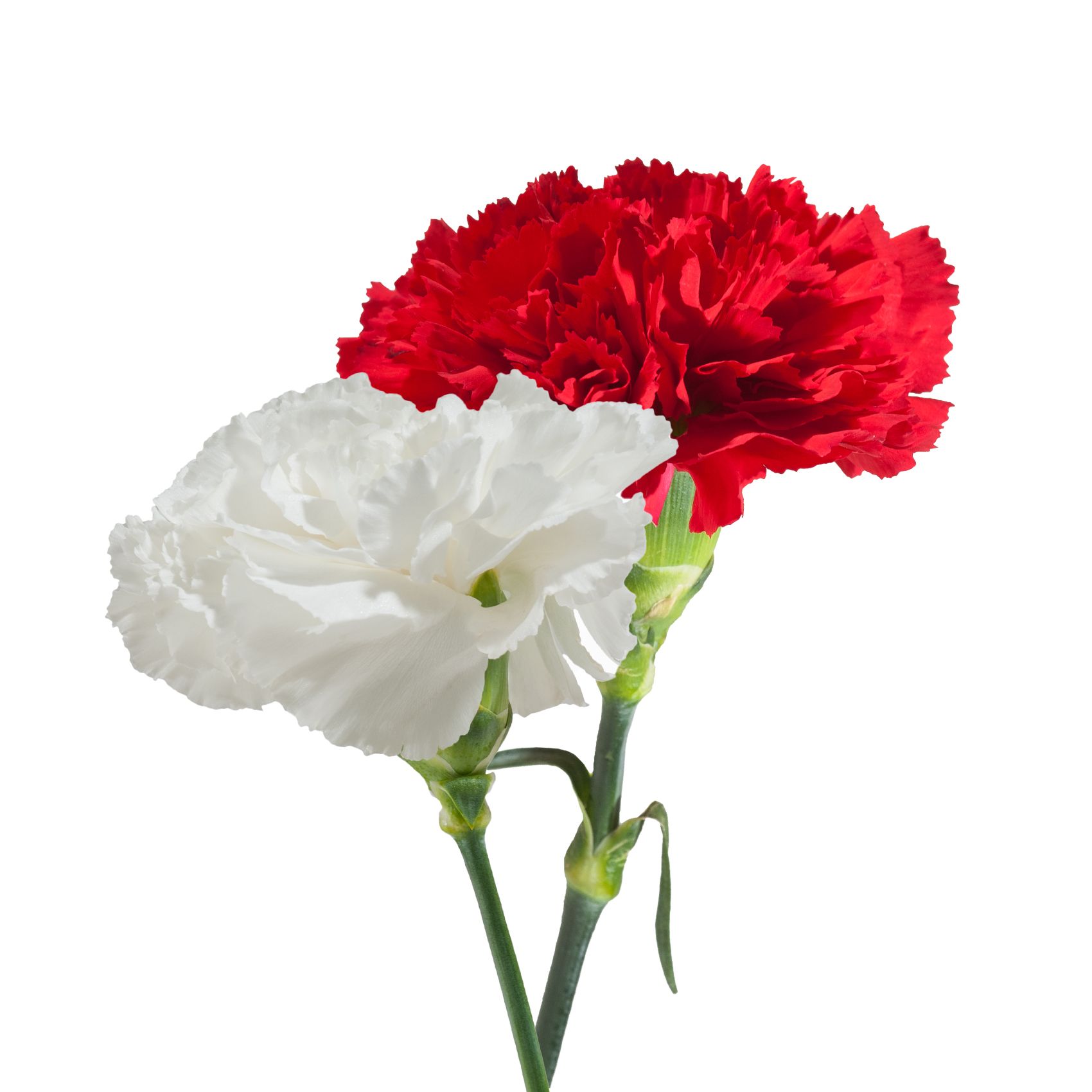 Carnation Wedding Assortment, 100/100 Stems - White, Red