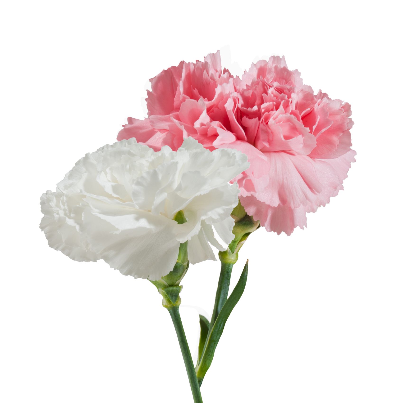 Carnation Wedding Assortment, 100/100 - White, Light Pink