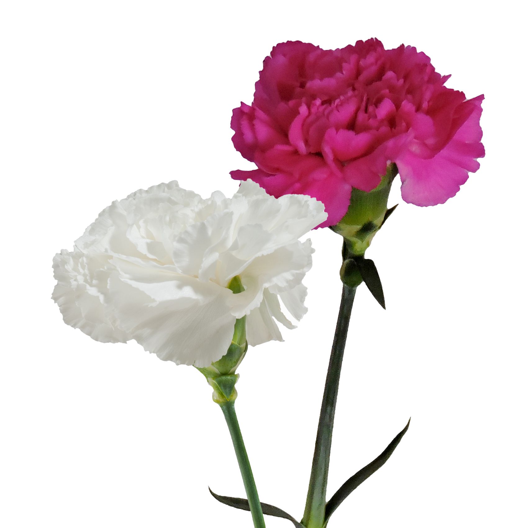 Carnation Wedding Assortment, 100/100 Stems - White, Lavender