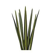 Flax Floral Filler, 200 Stems - Variegated
