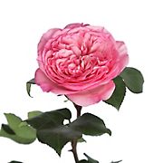 Pink Garden Roses, 36 Stems