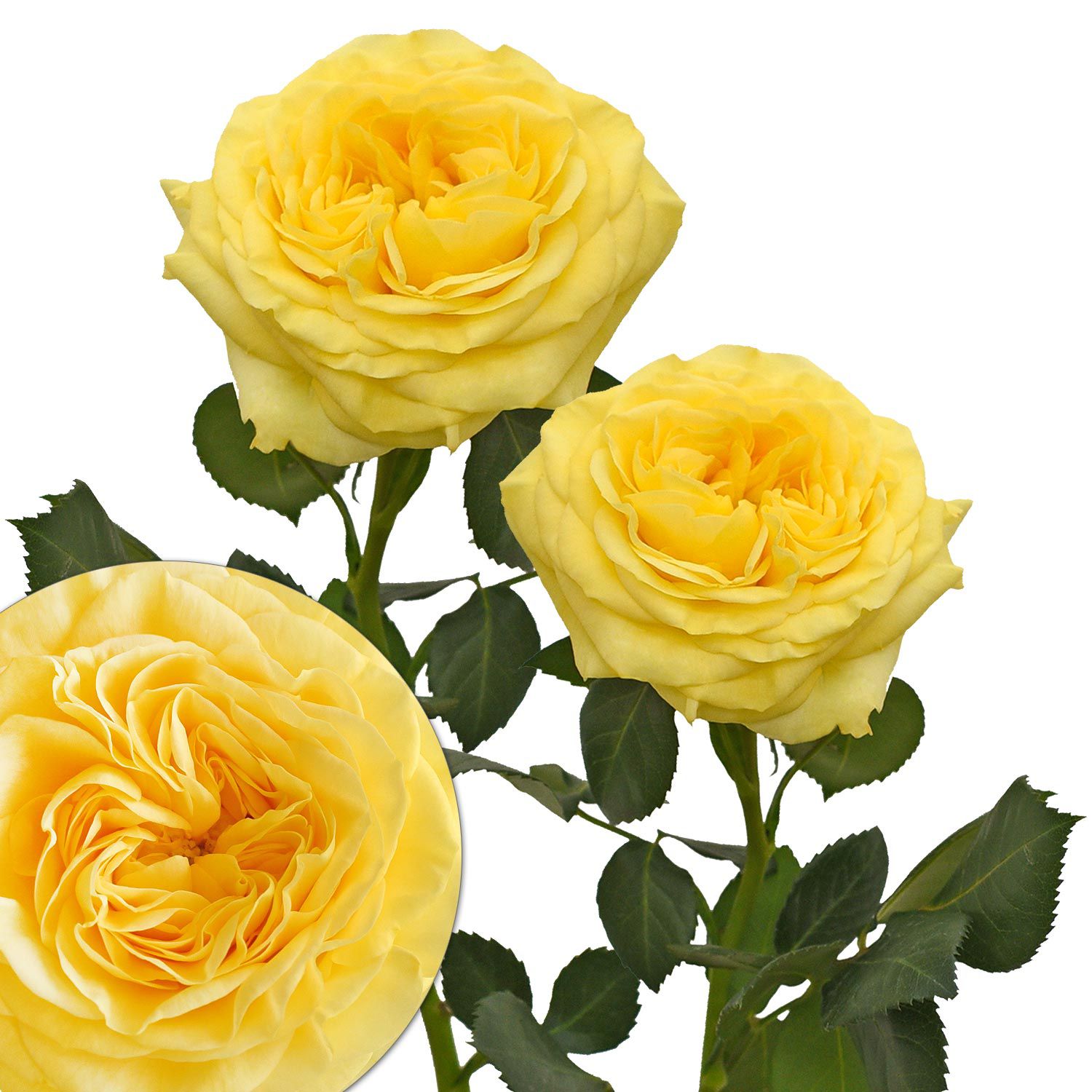 Yellow Garden Roses, 36 Stems