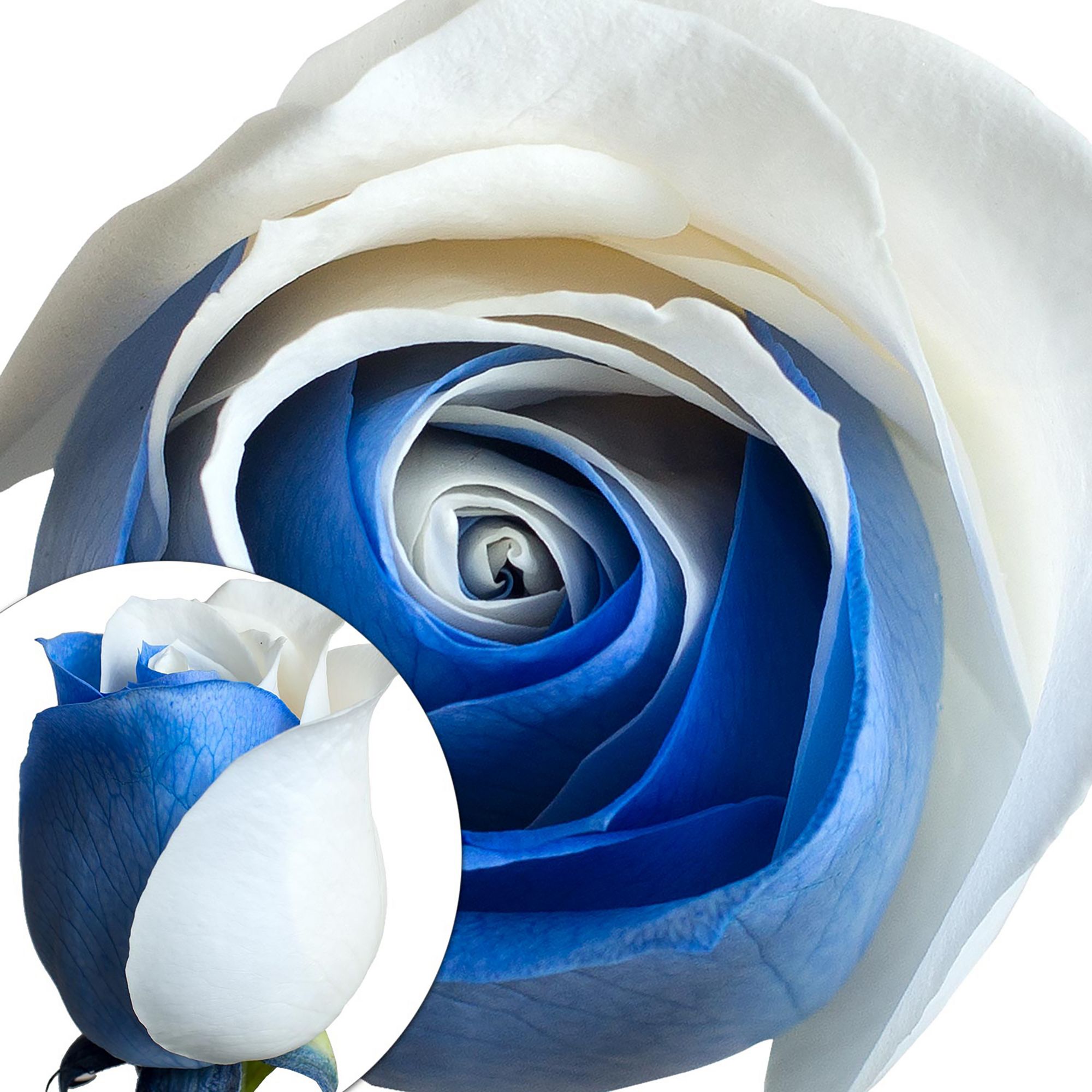 Blue and White Tinted Roses, 50 Stems