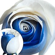 Blue and White Tinted Roses, 50 Stems