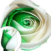 Green and White Tinted Roses, 50 Stems