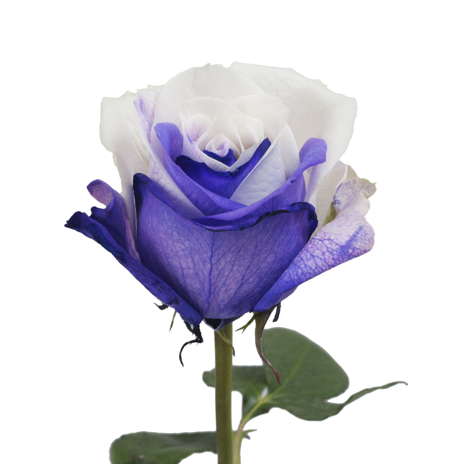 Purple and White Tinted Roses, 50 Stems