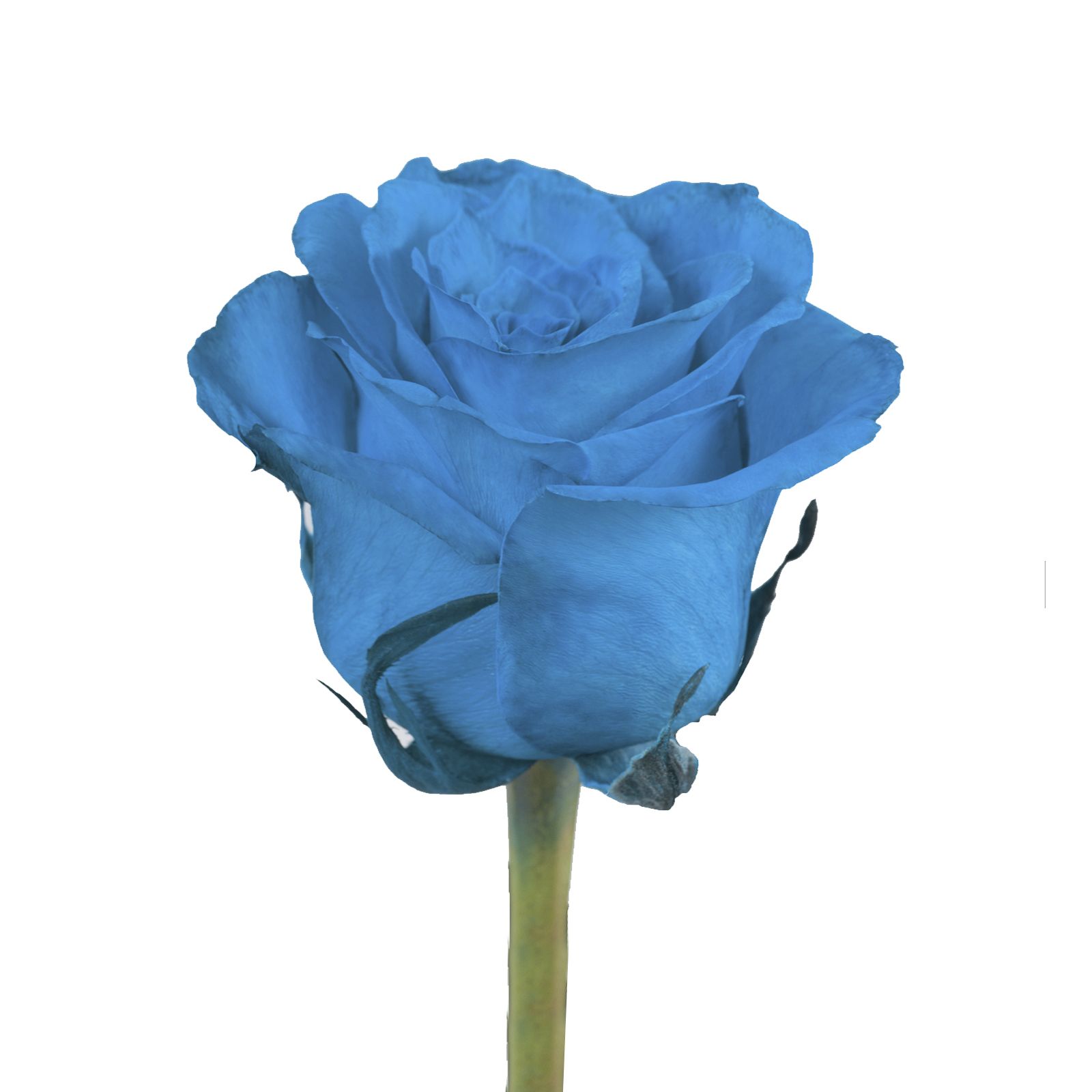 Turquoise Tinted Roses, 50 Stems