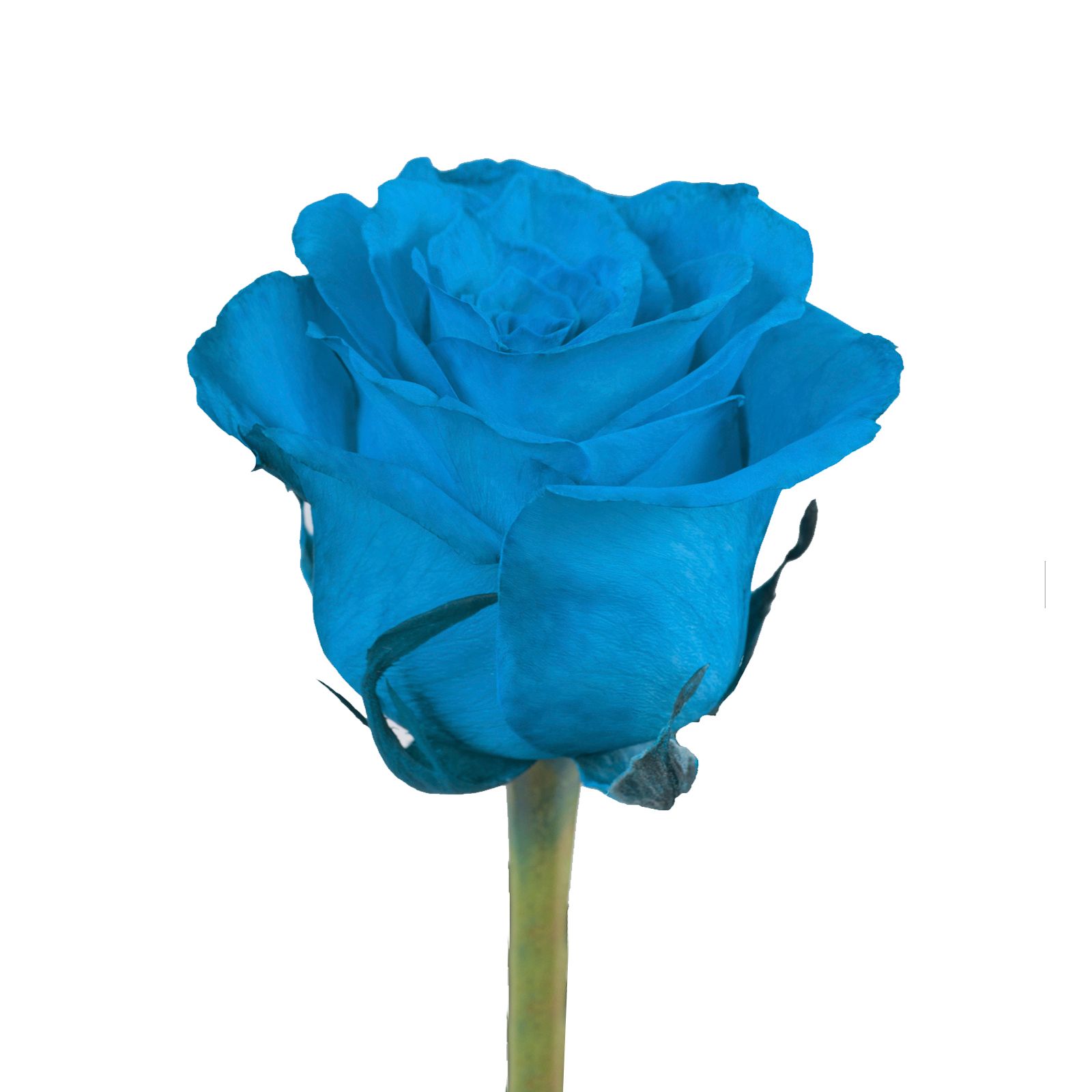 Turquoise Tinted Roses, 50 Stems