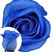 Blue Tinted Roses, 50 Stems