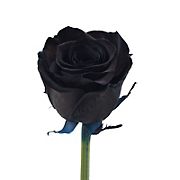 Black Tinted Roses, 50 Stems