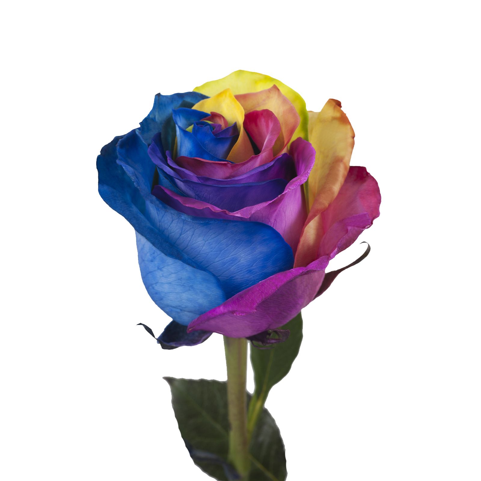 Rainbow Tinted Roses, 50 Stems