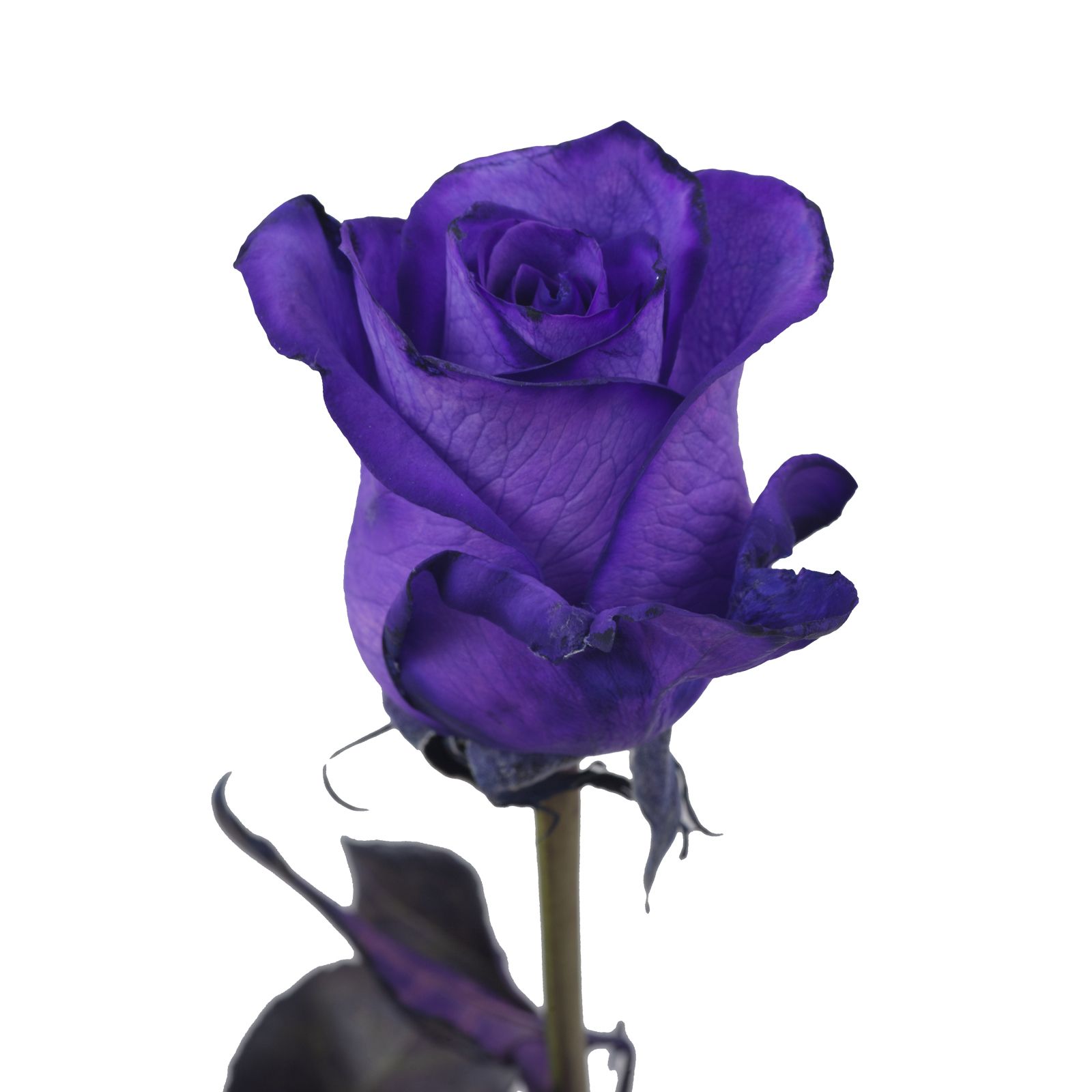 Purple Tinted Roses, 100 Stems