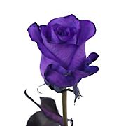 Purple Tinted Roses, 100 Stems