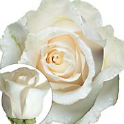 White Iridescent Glitter Roses, 50 Stems