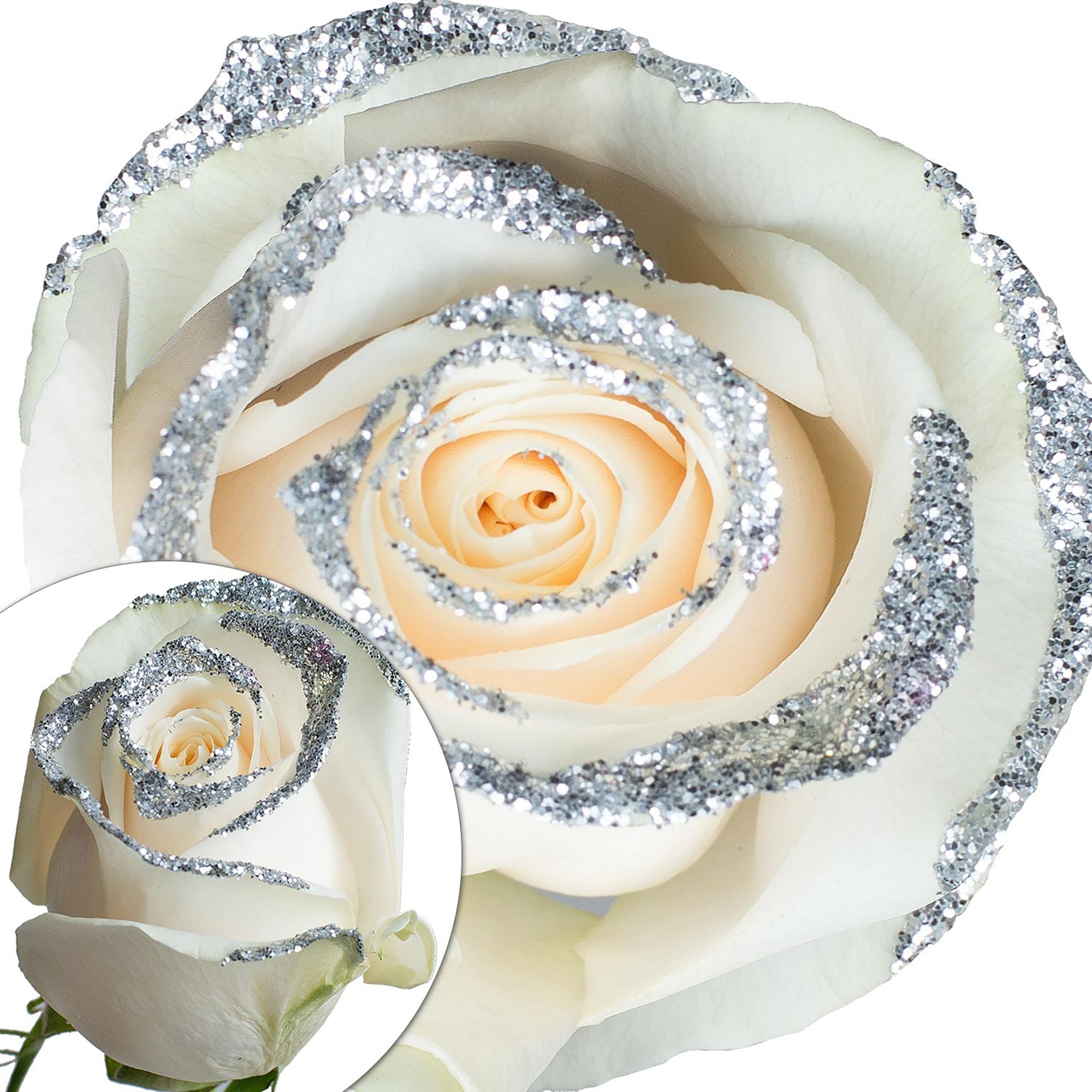 White Silver Glitter Roses, 50 Stems