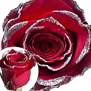 Red Silver Glitter Rose, 50 Stems