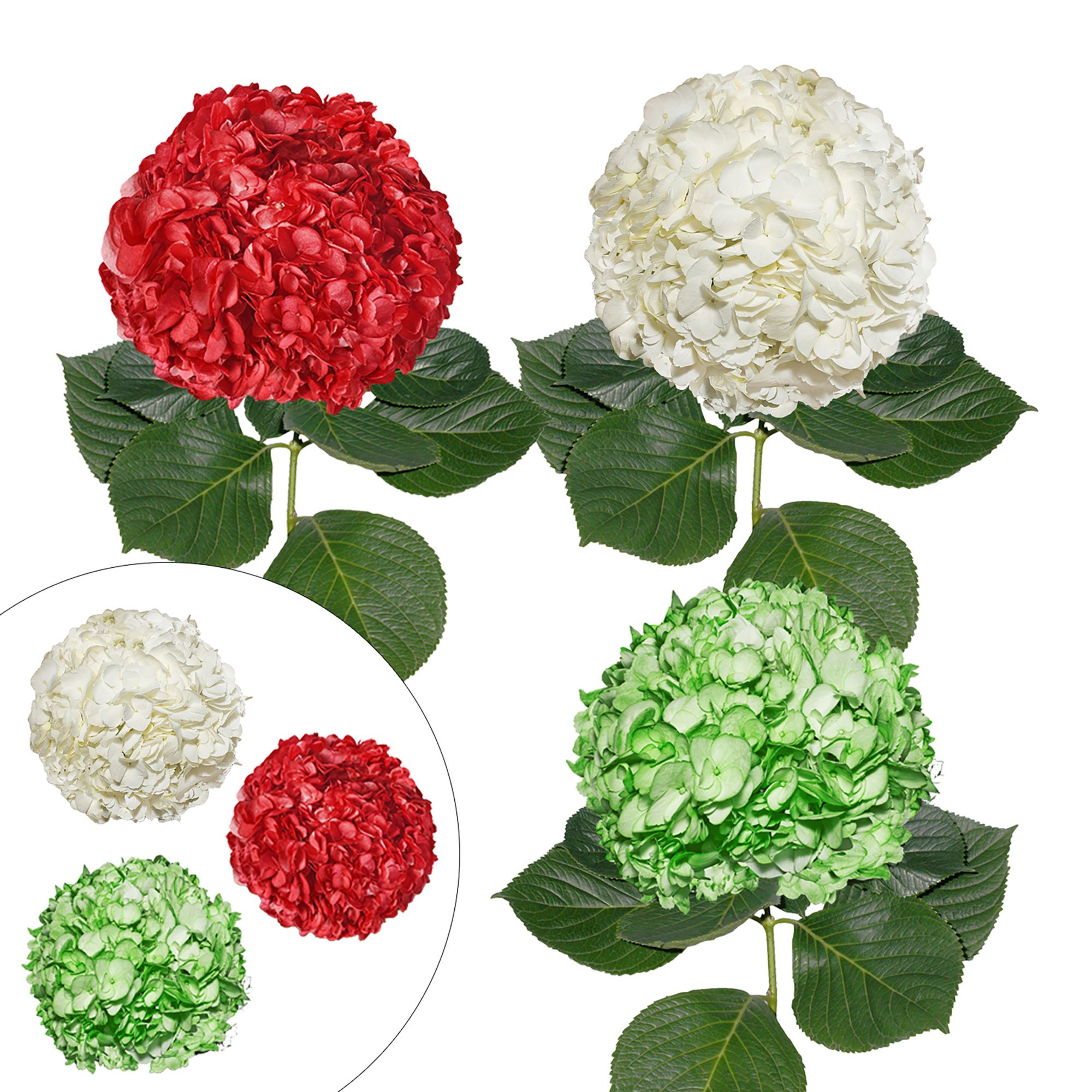 Assorted Color Hydrangeas, 26 Stems