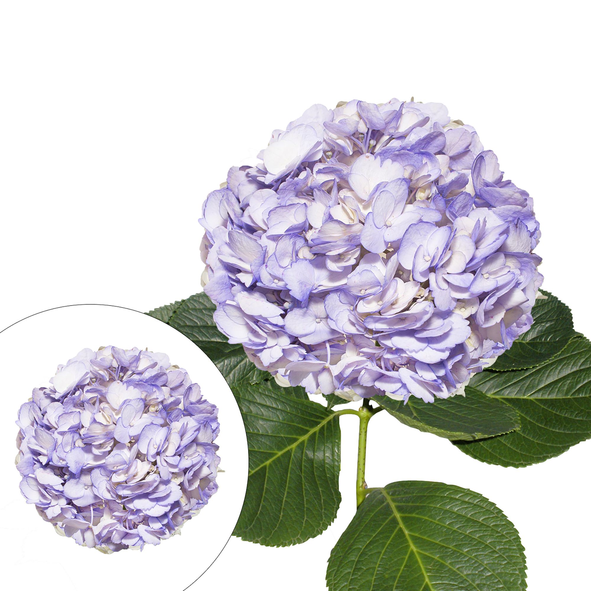 Lavender Hand-Painted Hydrangeas, 26 Stems