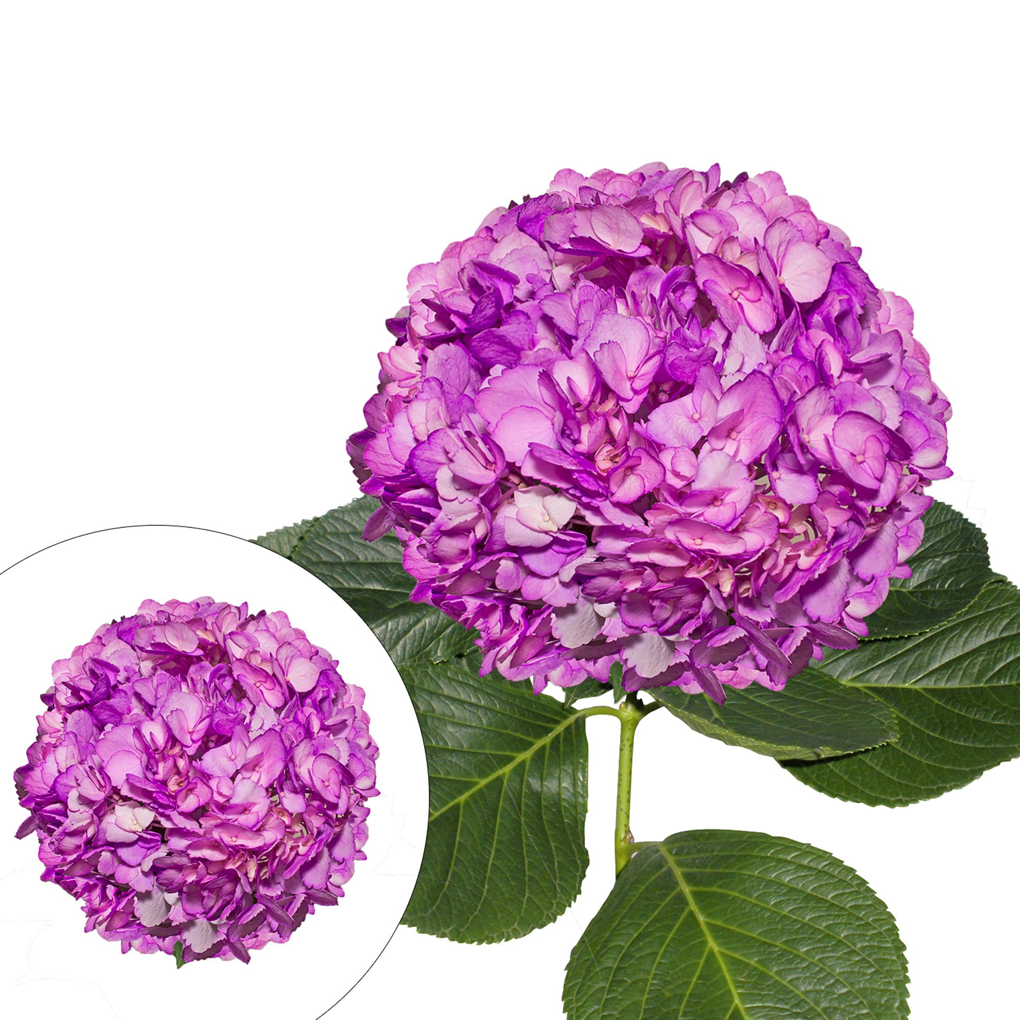 Lilac Hand-Painted Hydrangeas, 26 Stems