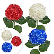 Patriotic Assorted Color Hydrangeas, 26 Stems
