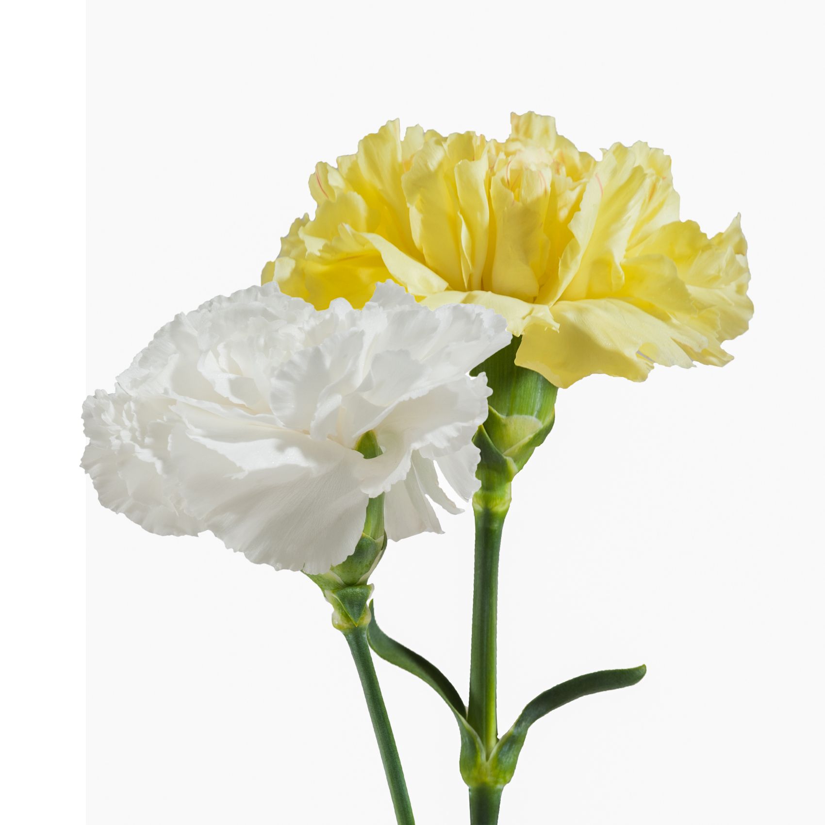 White and Yellow Carnations, 200 Stems