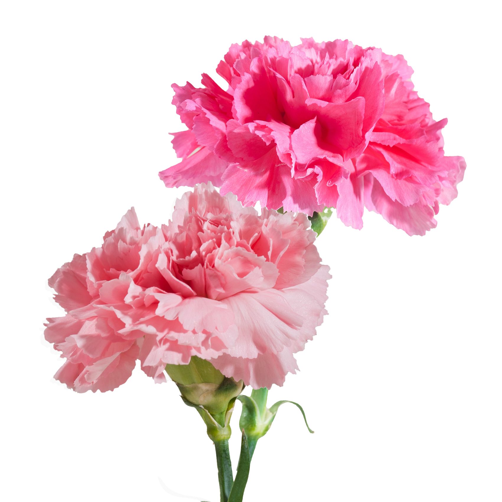 Pink Carnations, 200 Stems