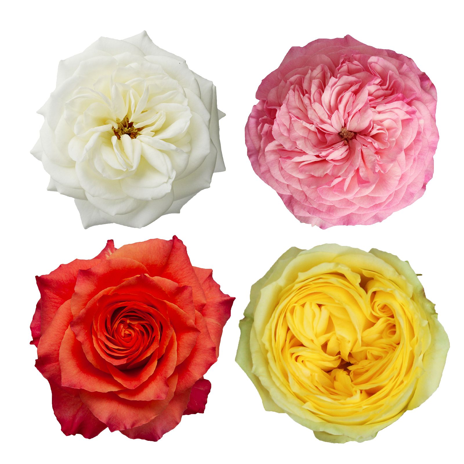 Assorted Color Garden Roses, 50 Stems
