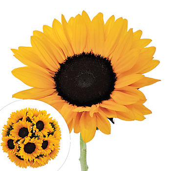 Yellow Sunflowers 40 Stems Bjs Wholesale Club