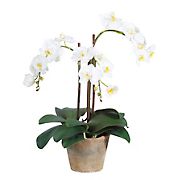 Winward Potted Phalaenopsis Decorative Artificial Plant