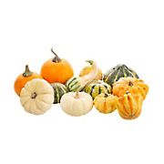 Assorted Mixed Gourds, 7 ct.