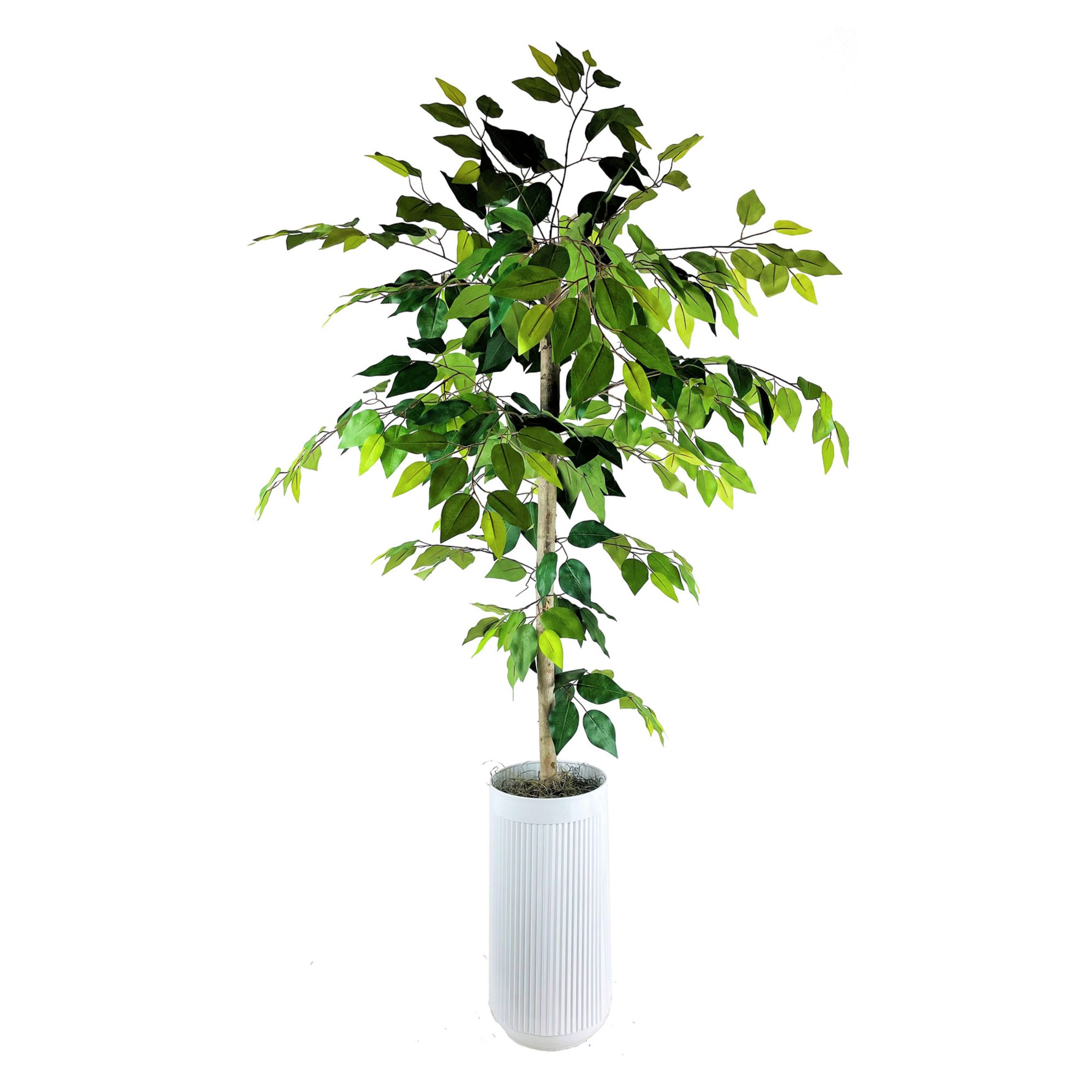 LCG Florals Ficus Tree in White Ribbed Planter, 5-Ft. | BJ's