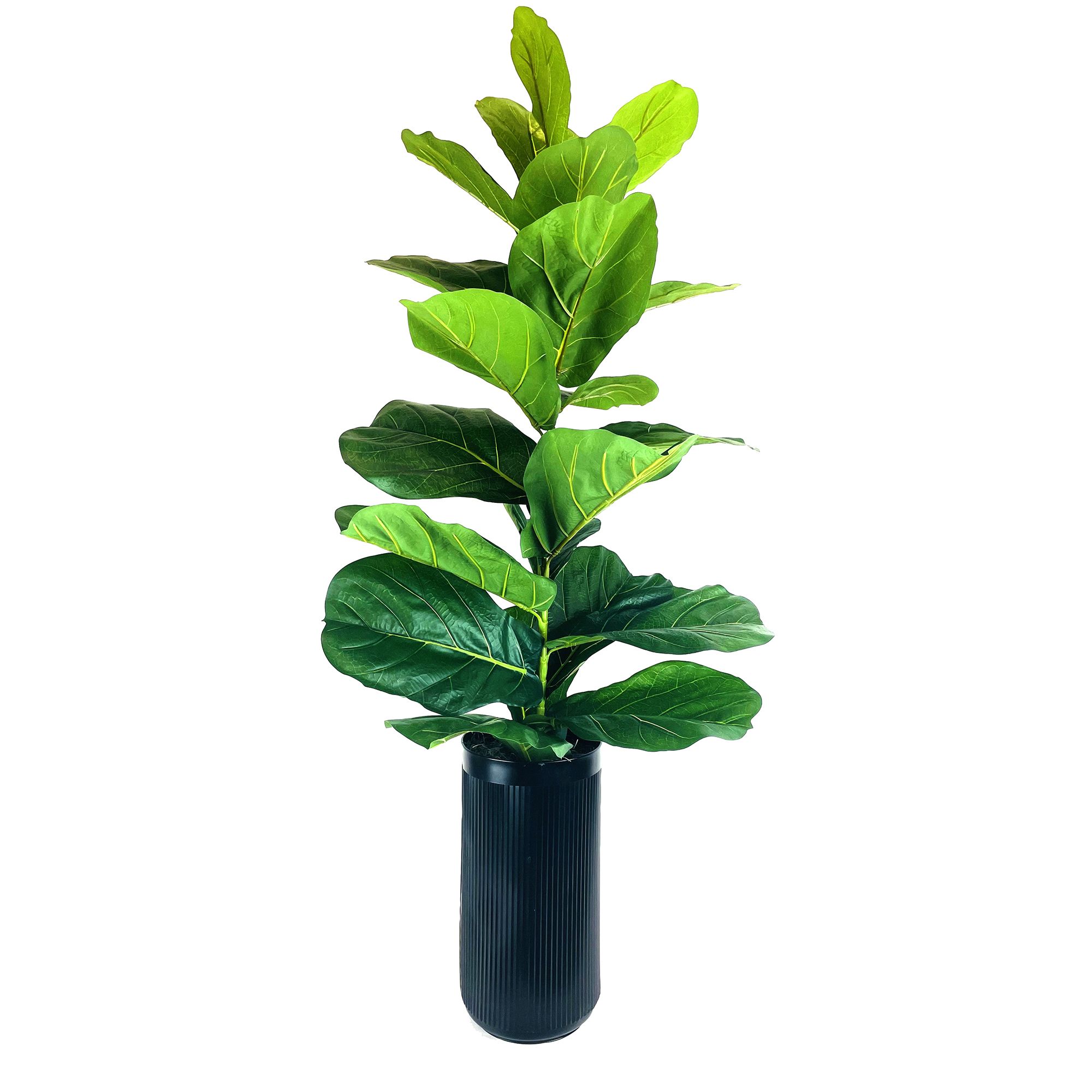 Fig Plant in Black Deco Metal Planter